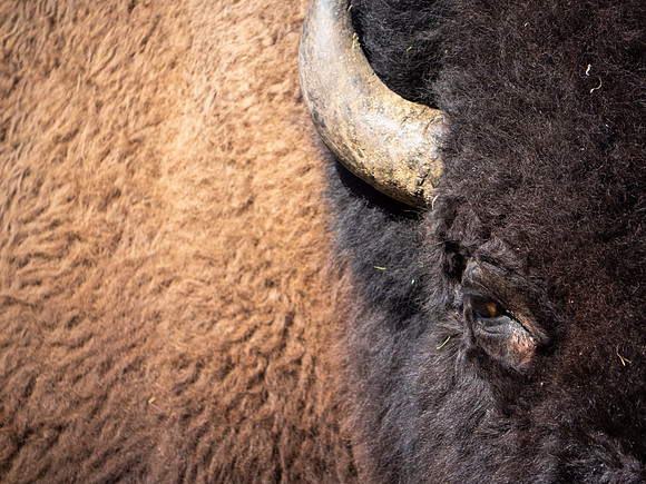Bisonheadshot